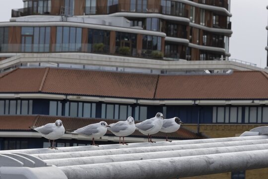 Black headed gull (Chroicocephalus ridibundus) five adult birds on the Millenium bridge with office block buildings in the background, City of London, England, United Kingdom