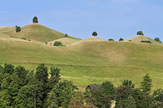 Linden trees (Tilia) growing in parched, dried-up meadows in the drumlin landscape, the hot summer of 2026, Hirzel, Canton of Zurich, Switzerland