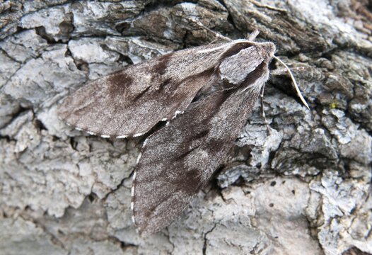 Hyloicus pinastri, pine swarmer, pine hawk moth, sphinx pinastri, pine arrow, butterfly, camouflage, insects, moths, moths, butterfly, camouflage