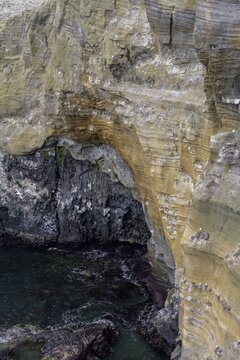 Breeding birds in the cliffs of Londrangar, Sn&aelig;fellsb&aelig;r, Vesturland, Iceland