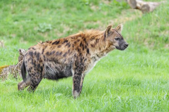 An adult female Spotted Hyena (Crocuta crocuta) stands in a green meadow