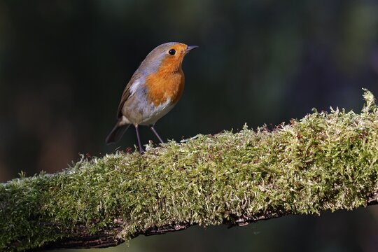European robin (Erithacus rubecula) standing on a branch covered with moss, Schleswig-Holstein, Germany