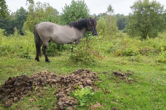 Equus Caballus sspec., horse, konic, odd-toed ungulates, perissodactyla, horse toilet, grazing, domesticated animals, fertiliser, extensive grazing, pet, horses, compost, landscape management, landscape preservation, mammals, manure, horses, horse droppings, horse apples, pony, mammals, ungulates