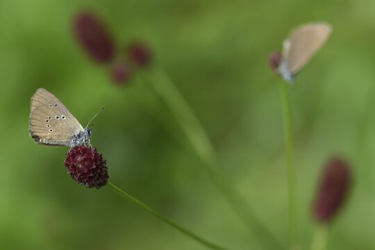 Ant blue, dark meadowbutton ant blue, dusky large blue, glaucopsyche nausithous, maculinea nausithous, phengaris nausithous, black blue meadowbutton ant blue, meadow button ant blue, butterfly, insects, butterfly, butterflies, insects, butterflies, butterflies, butterflies
