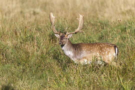 Fallow deer (Dama dama), Copenhagen, Denmark