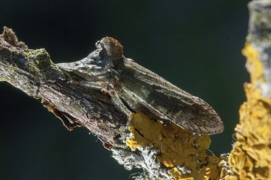 Auchenorrhyncha, cicadellidae, cicadomorpha, common ear cicada, hemiptera, horned leaf hopper, ledra aurita, ear cicada, ear chirp, round-headed cicada, beak kerf, dwarf cicadas, insects, cicadas