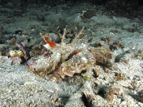A spiny devil fish (Inimicus didactylus) rests camouflaged between stony corals on the seabed. Dive site Pidada, Penyapangan, Bali, Indonesia