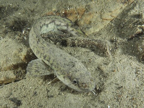A burbot (Lota lota) lies well camouflaged on a sandy bed, dive site: Kleiner Parkplatz, Herrliberg, Lake Zurich, Canton of Zurich, Switzerland