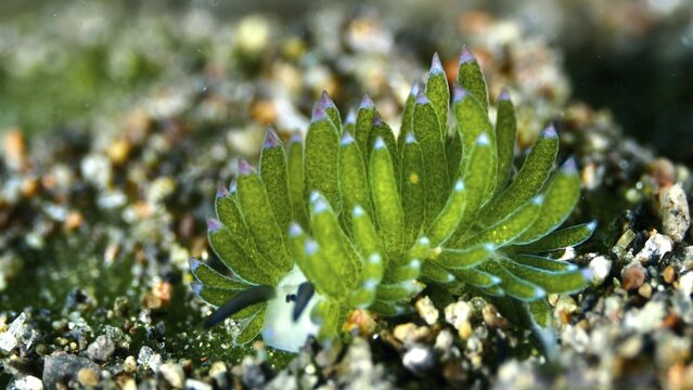 Small green nudibranch, the &lsquo;Shaun the Sheep' nudibranch (Costasiella kuroshimae), on the seabed. The nudibranch is also known as &lsquo;Shaun the Sheep'. Marine nudibranch with kleptoplastids. The chloroplasts, which have been taken up from the green alga Avrainvillea lacerata and stored within its own body, are clearly visible. Body length approx. 3 mm. Dive site: Puri Jati, Umeanyar, Bali, Indonesia