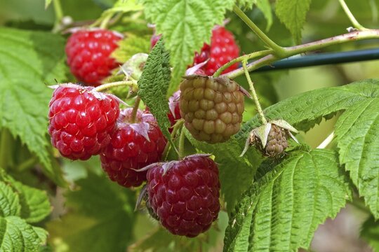 Raspberry (Rubus idaeus), ripe and unripe fruits, Baden-W&uuml;rttemberg, Germany