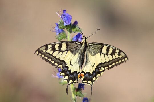 Swallowtail (Papilio machaon) sitting on Viper's bugloss (Echium vulgare), Hesse, Germany