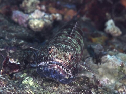 A reef lizardfish (Synodus variegatus) with sharp teeth, close-up on rocks. Spice Reef Dive Site, Penyapangan, Bali, Indonesia