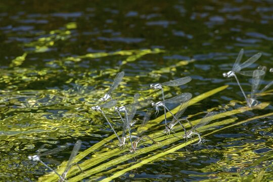 Damselflies (Zygoptera) copulating. sp
