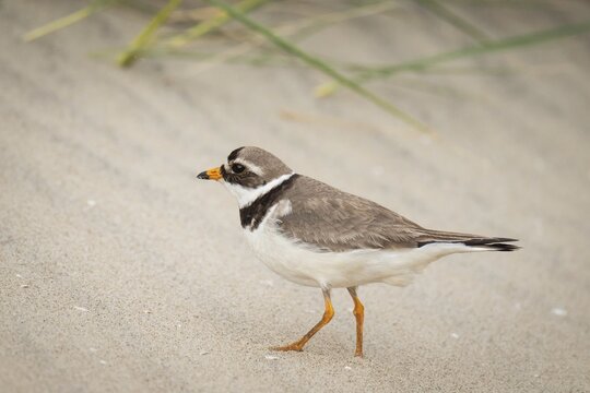 Ringed Plover (Charadrius hiaticula), male, beach, Houvig, North Sea, Denmark