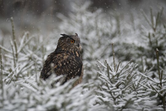 Eurasian eagle-owl (Bubo bubo) sitting in snowy conifers during snowfall, Eifel, Germany
