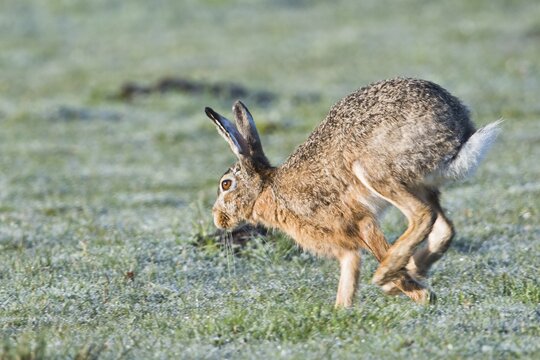 European hare (Lepus europaeus), running across a meadow, Lower Saxony, Germany