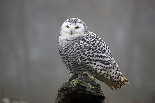 Snowy owl (Nyctea scandiaca), adult, alert, on tree trunk, in autumn, Bohemian Forest, Czech Republic