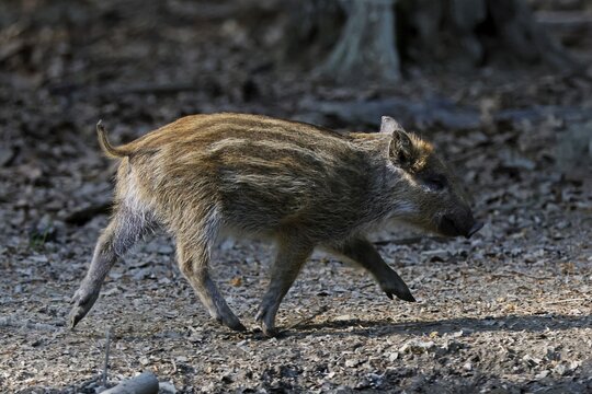 Wild boar (Sus scrofa), with young pigs, Germany