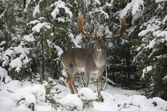 Fallow deer (Dama dama) strong stag securing in front of snow-covered spruce (Picea) thicket Allg&auml;u, Bavaria, Germany