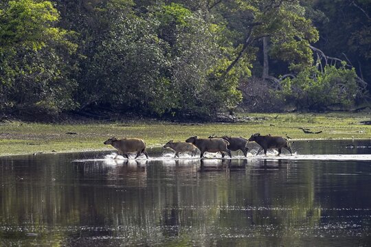 Red buffalo or forest buffalo (Syncerus nanus) crossing a river, Loango National Park, Parc National de Loango, Ogoou&eacute;-Maritime Province, Gabon