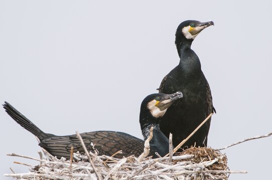 Cormorant (Phalacrocorax carbo) in the breeding colony, Stralsund, Mecklenburg-Western Pomerania, Germany