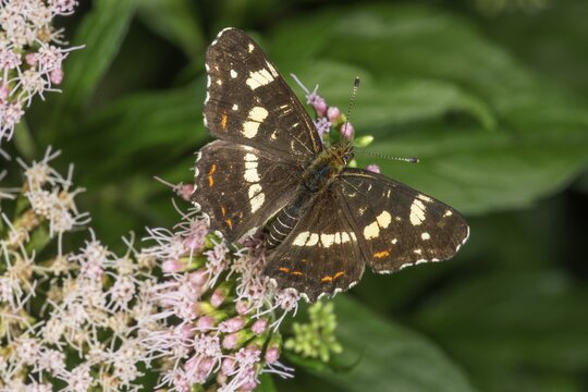 A small map butterfly (summer form) with white spots rests on pink flowers of the water hyssop against a green background, Baden-W&uuml;rttemberg, Germany