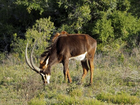 Antelope with impressive horns, sable antelope (Hippotragus niger), grazing peacefully in the greenery, Addo Elephant National Park, South Africa