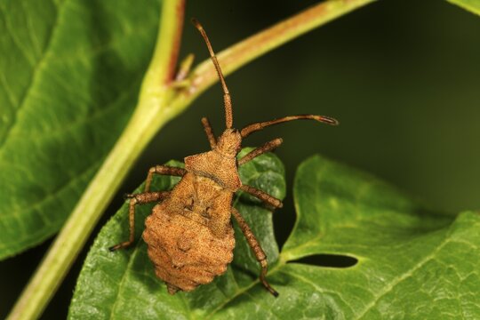 Dock bug (Coreus marginatus) in 5th larval stage on a leaf, Baden-W&uuml;rttemberg, Germany