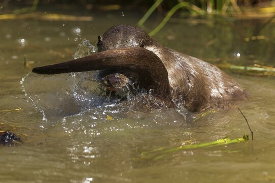 Two otters frolicking in the water with splashing water, European otter (Lutra lutra), Germany