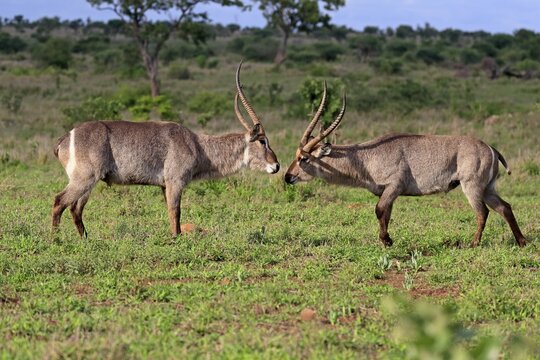 Ellipsen waterbuck (Kobus ellipsiprymnus), adult, male, two males, rutting ritual, courtship, Kruger National Park, South Africa