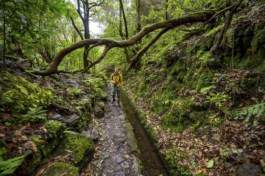 Hikers on a narrow path along a levada, in dense forest, Levada do Caldeir&atilde;o Verde, Parque Florestal das Queimadas, Madeira, Portugal