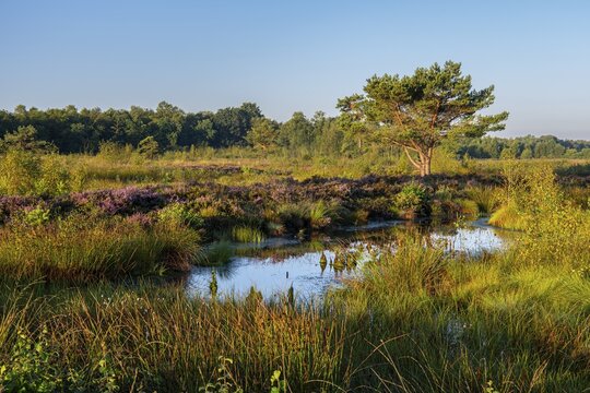 Venner Moor at heather blossom in late summer, Neuenkirchen-V&ouml;rden, Lower Saxony, Germany