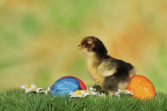 Chicken chicks with colourful Easter eggs, North Rhine-Westphalia, Germany