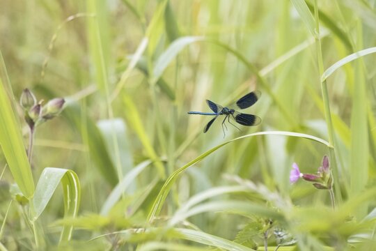 Banded demoiselle (calopteryx splendens), male, approaching reed leaf, Hesse, Germany