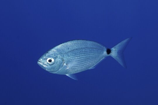 Banded seabream (Oblada melanura), in the Mediterranean near Hy&egrave;res. Unicoloured blue background, detachable. Dive site marine reserve Port Cros, C&ocirc;te d' Azur, France