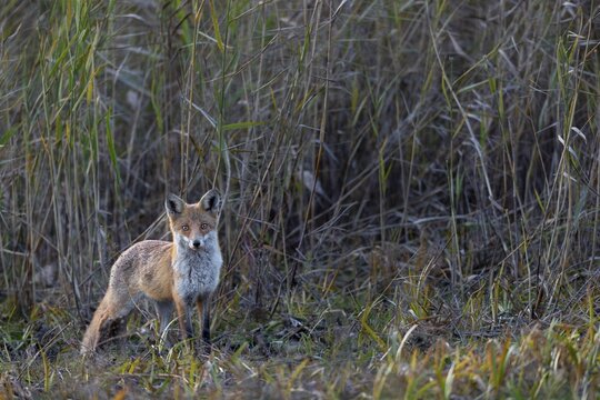 Red fox (Vulpes vulpes) foraging in a reed belt, surprised, October, Germany