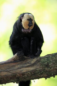 White-faced saki (Pithecia pithecia), adult, male, sitting on branch, captive