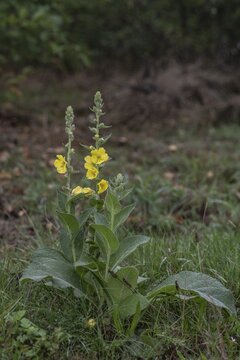 Mullein (Verbascum densiflorum), Emsland, Lower Saxony, Germany