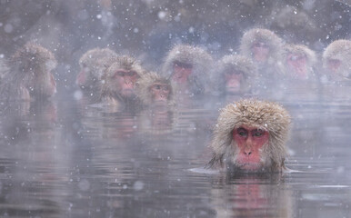 Japanese Macaques Relaxing in Hot Spring During Snowfall © wedelncindy