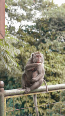 A macaque monkey sitting on a weathered metal railing while eating a piece of food in a lush tropical forest. © muhamad adi