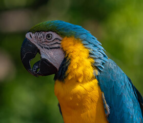 blue and yellow macaw © Konstantin