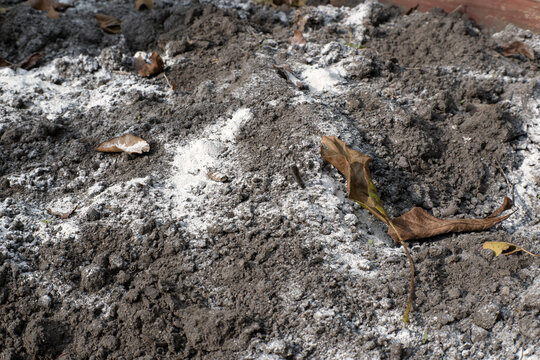 Spreading dolomitic lime on garden soil in autumn.
