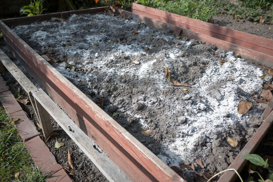 Spreading dolomitic lime on garden soil in autumn.
