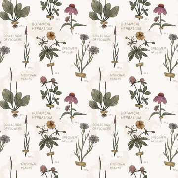 Vintage Herbarium Pattern with Taped Flowers and Labels. Seamless illustration with clover, cornflowers and echinacea on cream. Antique specimen collection for wallpaper, textiles and stationery.