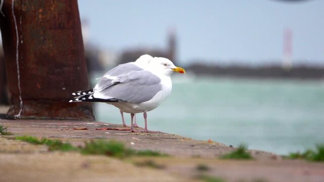 Seagulls resting on a harbour breakwater in northern France