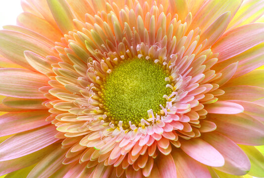 Close-up macro photography of a delicate pink gerbera flower with layered petals, a detailed green center, and yellow florets. 