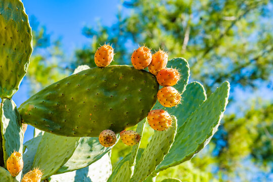 prickly pear fruits