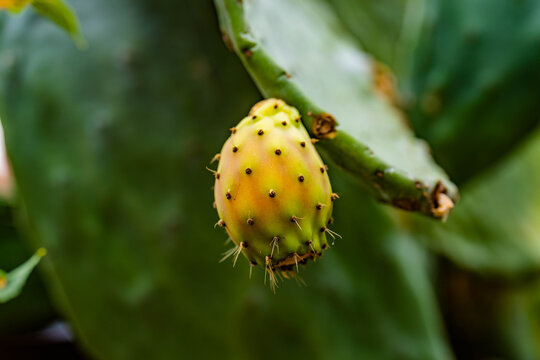 prickly pear fruits
