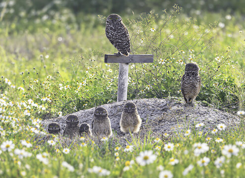 Family of Burrowing Owls with Five Owlets in a Wildflower Meadow