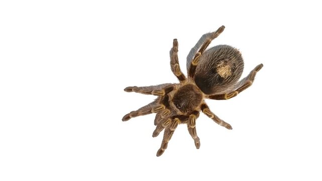 Chaco golden knee tarantula walking on white background